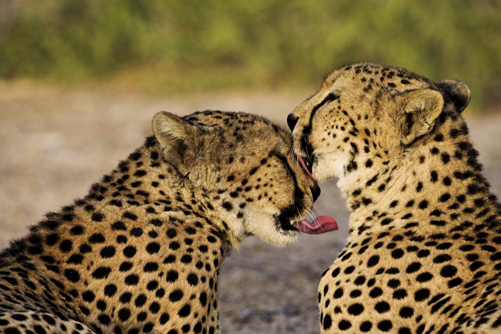 Anantara Sir Bani Yas Cheetah