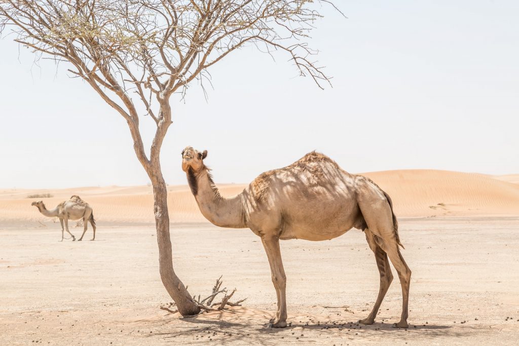 Camel Race