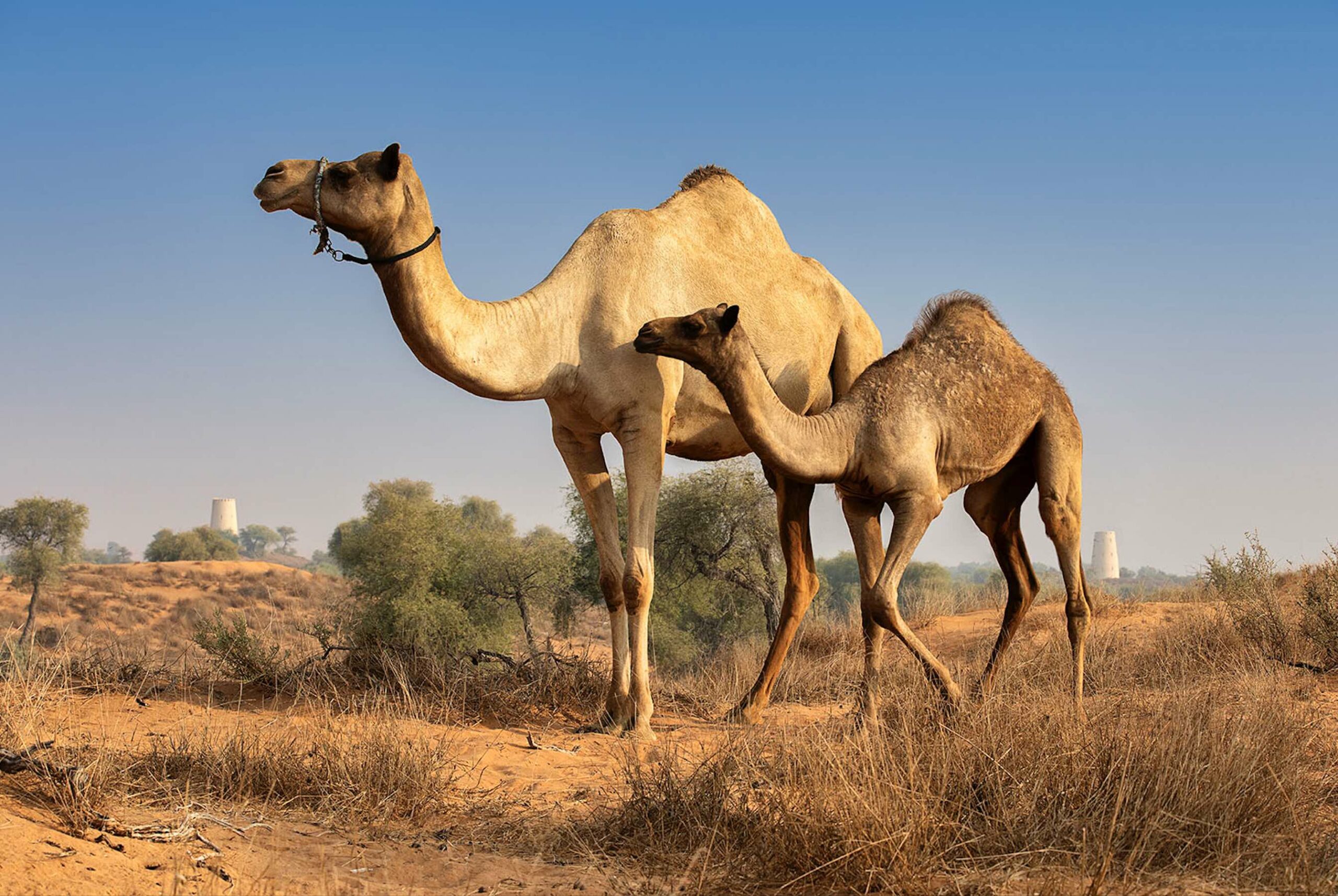 Al Wadi Desert Resort