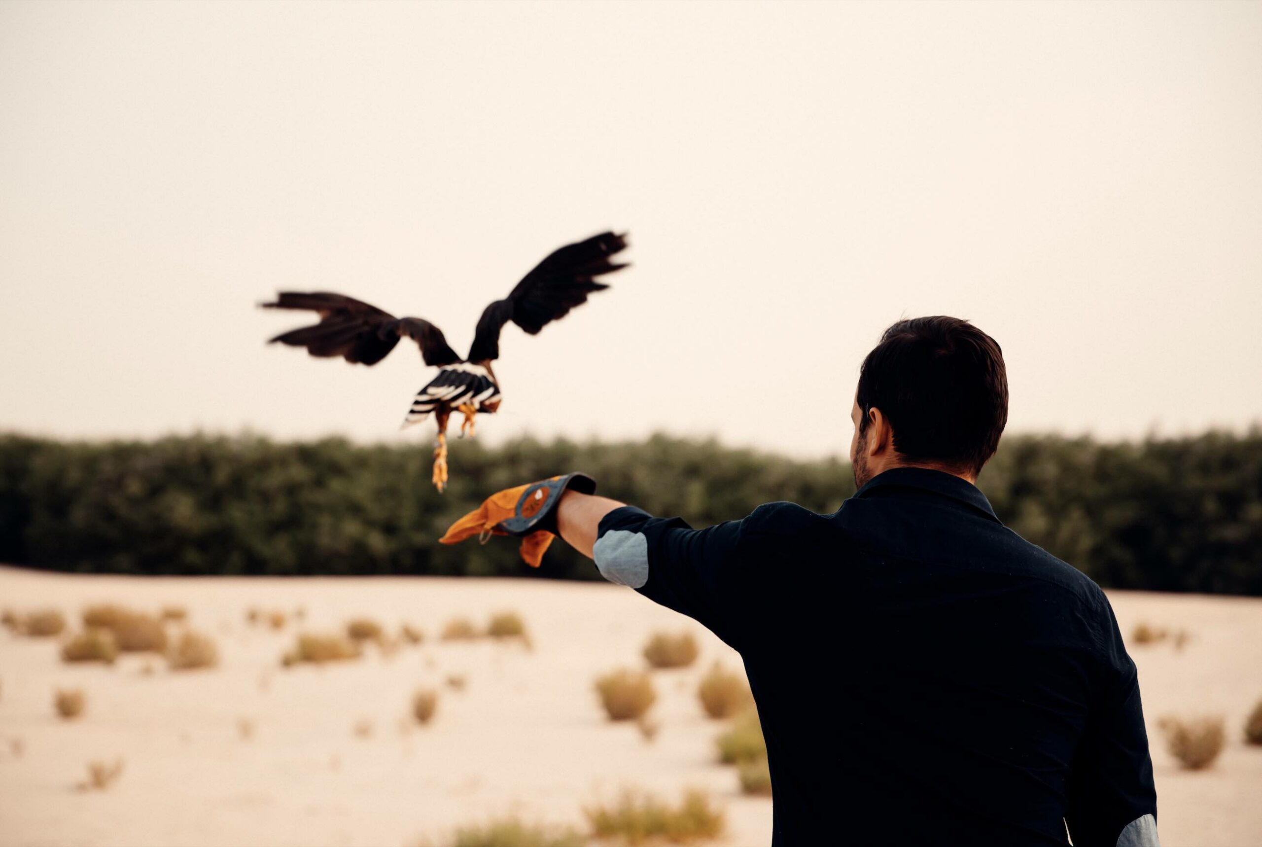 Falconry