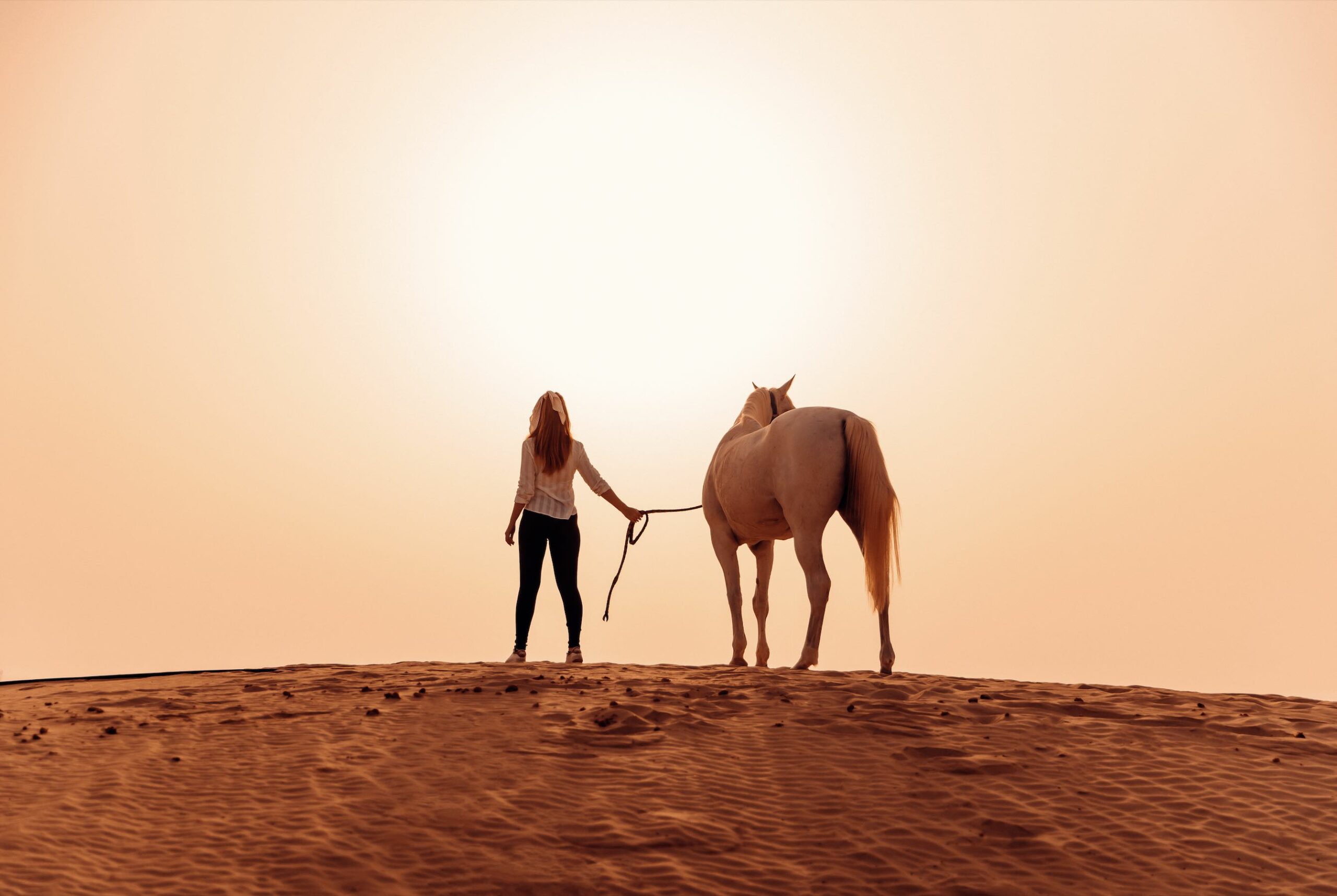 Al Wathba Horses