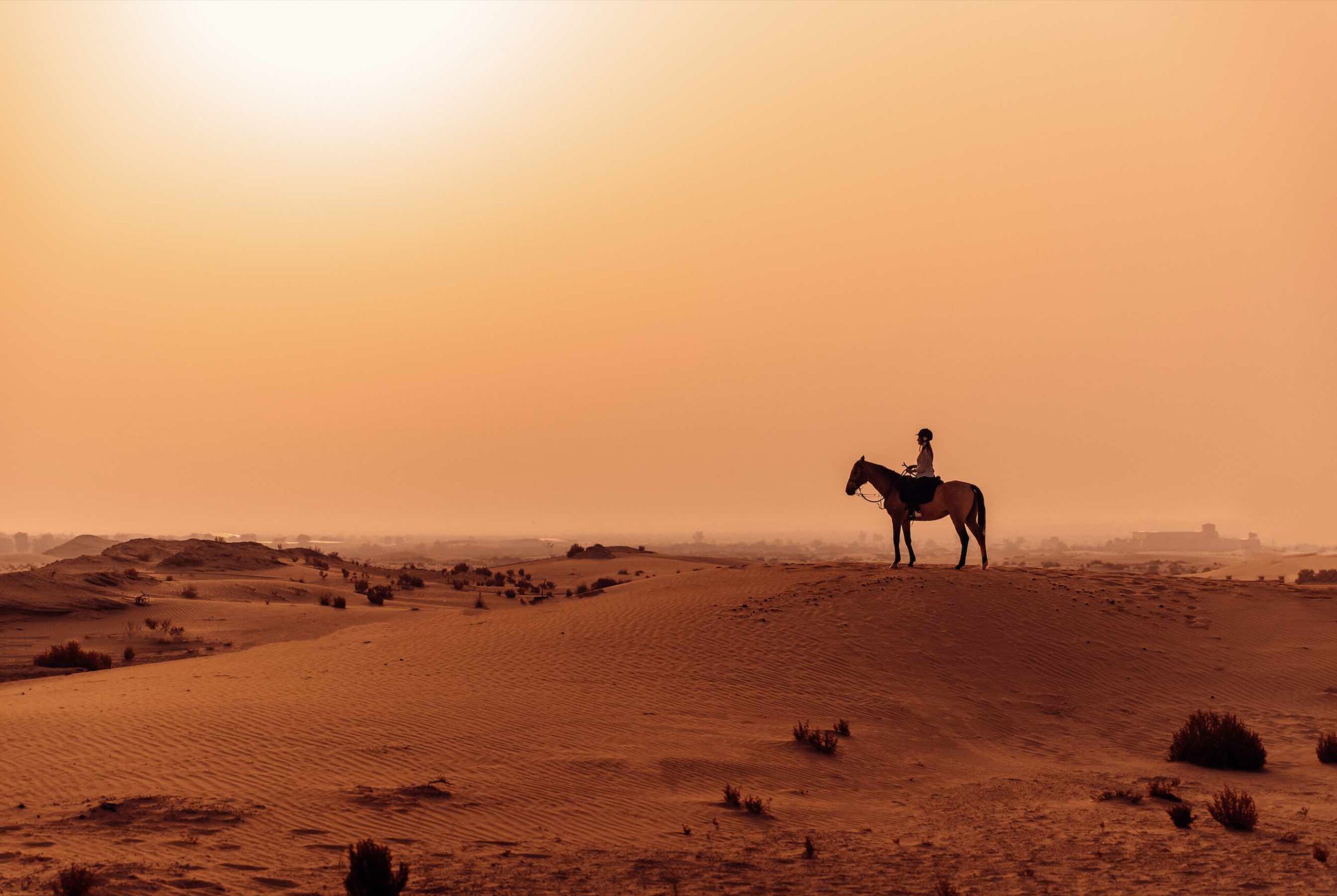 Al Wathba Horses