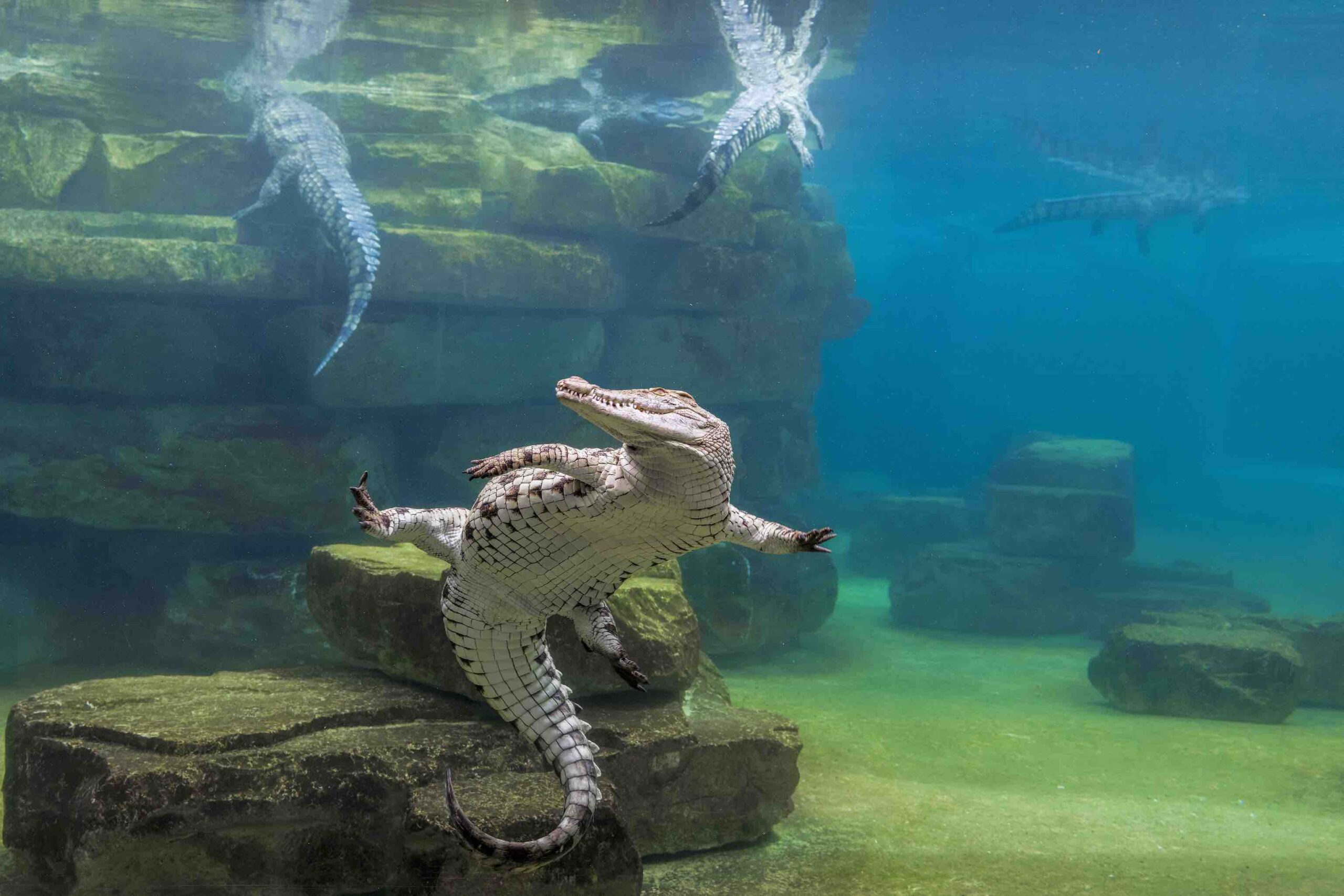 Dubai Crocodile Park