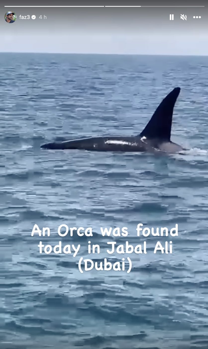 Sheikh Hamdan orca