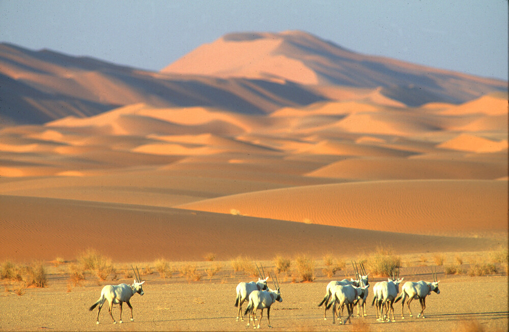 Uruq Bani Ma’arid Reserve