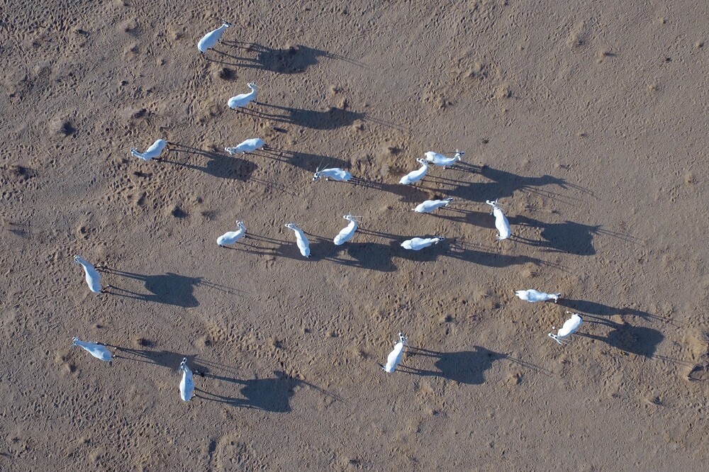 Uruq Bani Ma’arid Reserve