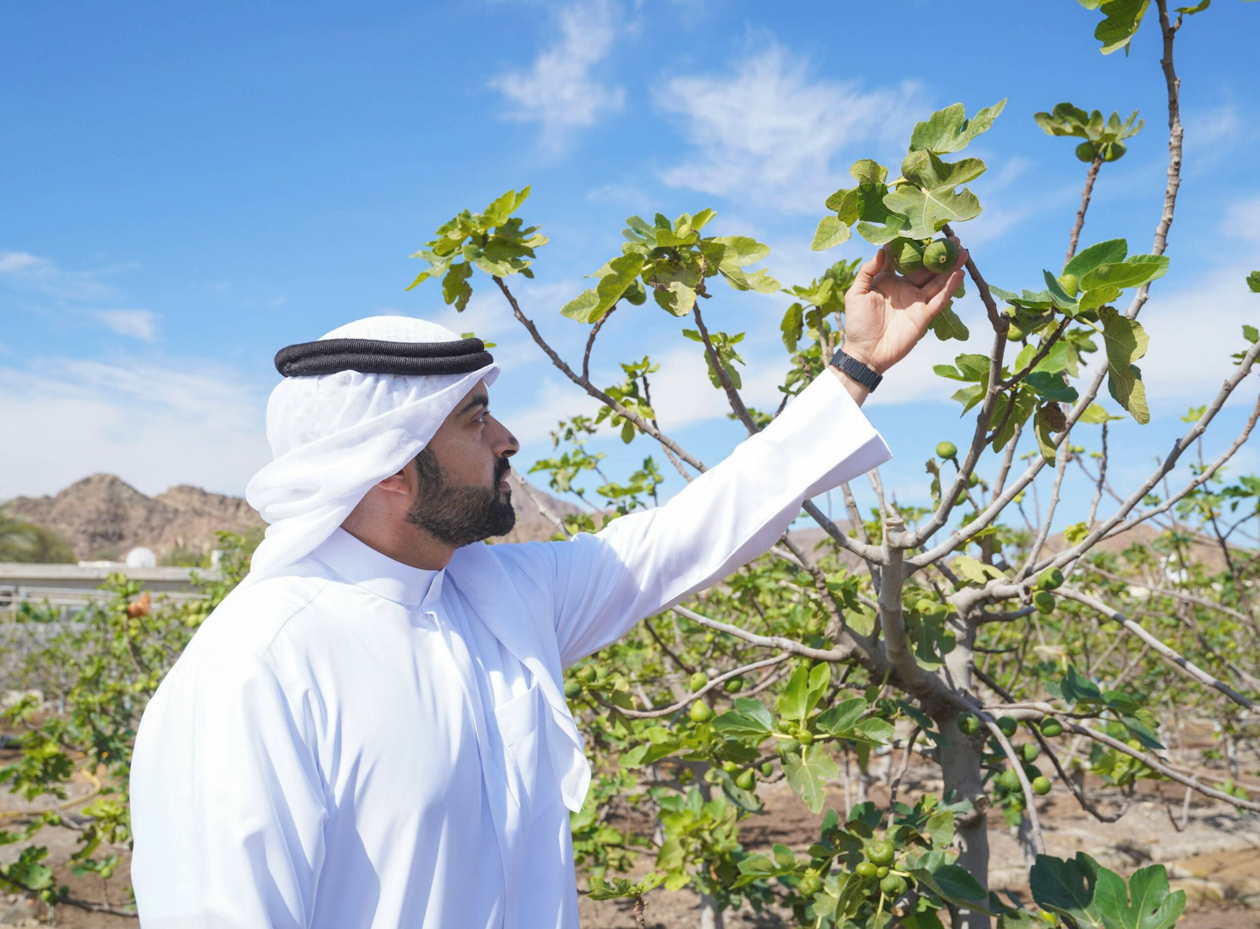 Hatta Farming Festival