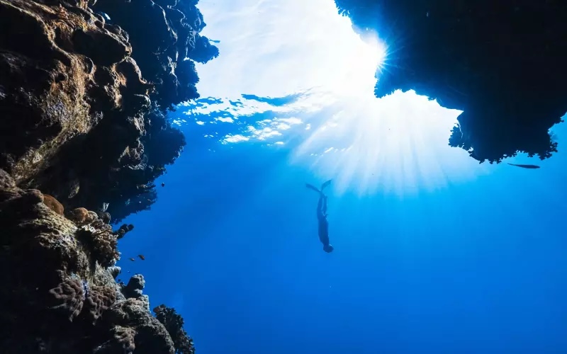 cage diving with sharks